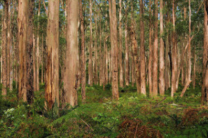 Timber milling Western Australia
